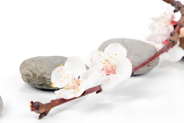12生肖对照表图片